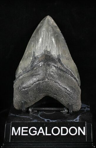 Serrated Megalodon Tooth #23015